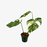 Monstera Borsigiana 'Albo' - Unrooted Top Cutting