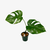 Monstera Borsigiana 'Albo' - Unrooted Top Cutting