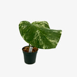 Monstera Borsigiana 'Albo' - Unrooted Cuttings