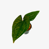 Anthurium AOS x Luxurians