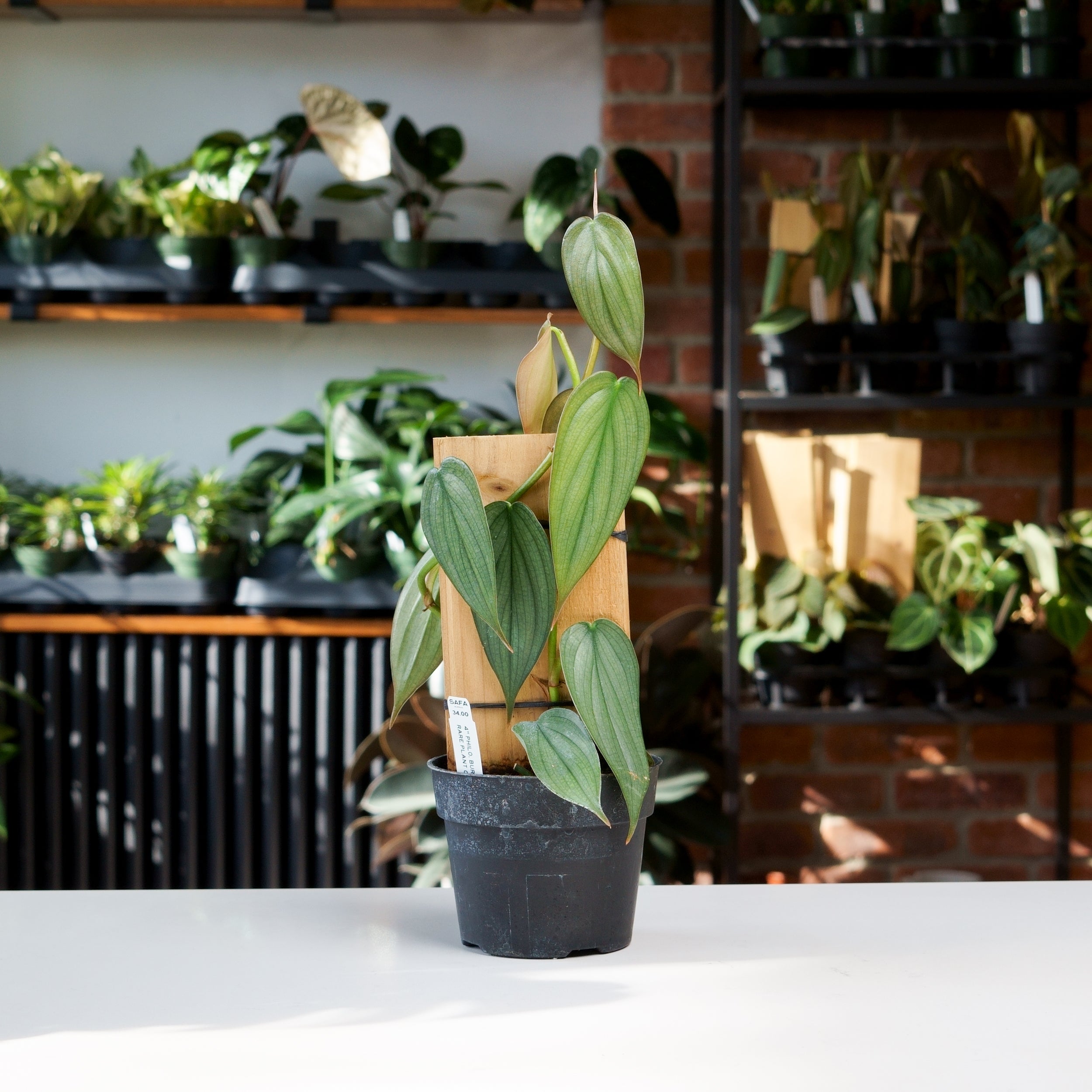 philodendron pastazanum x plowmanii Philodendron plowmanii x Philodendron pastazanum main image 1