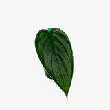 Philodendron Burle Marx Fantasy