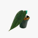 Philodendron Burle Marx Fantasy