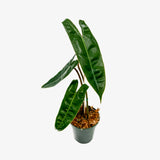 Philodendron Billietiae