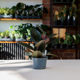 Ficus Elastica Burgundy