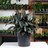 Ficus Elastica Burgundy