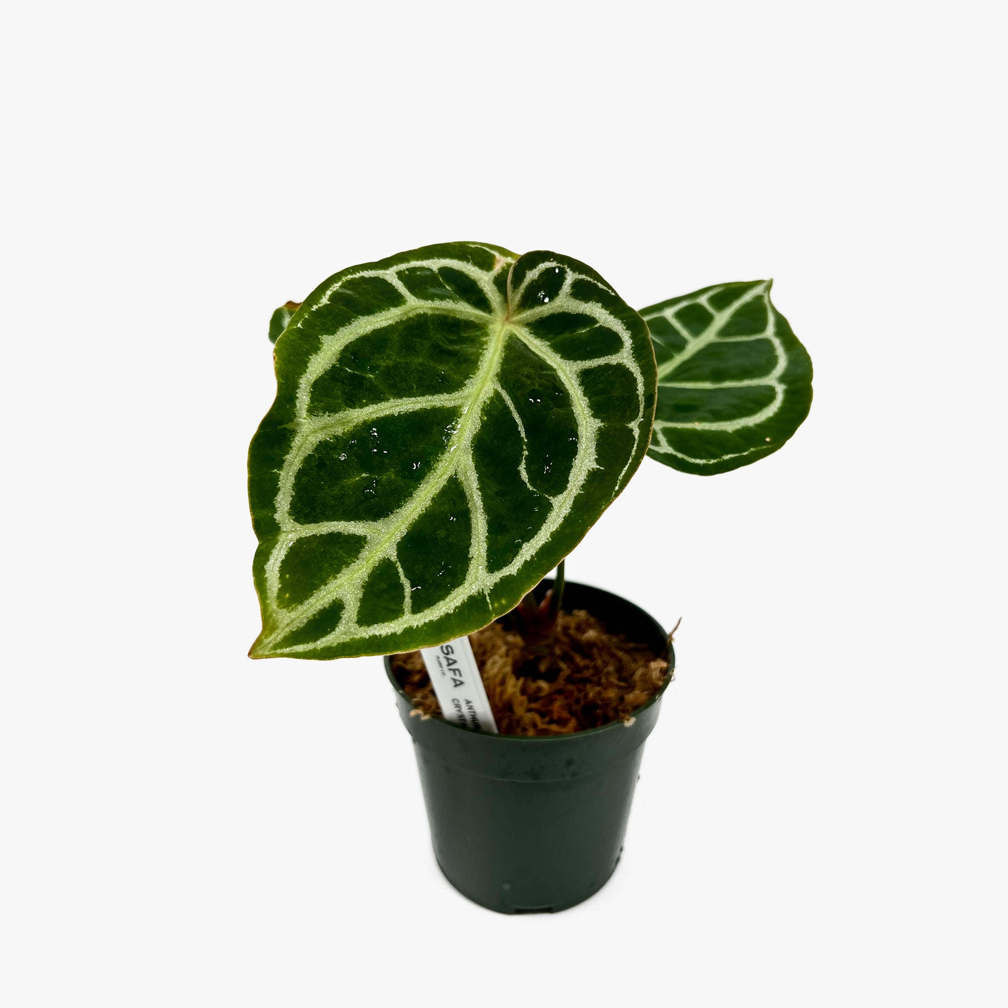 crystal hope anthurium Anthurium Crystal Hope x Papi Mag