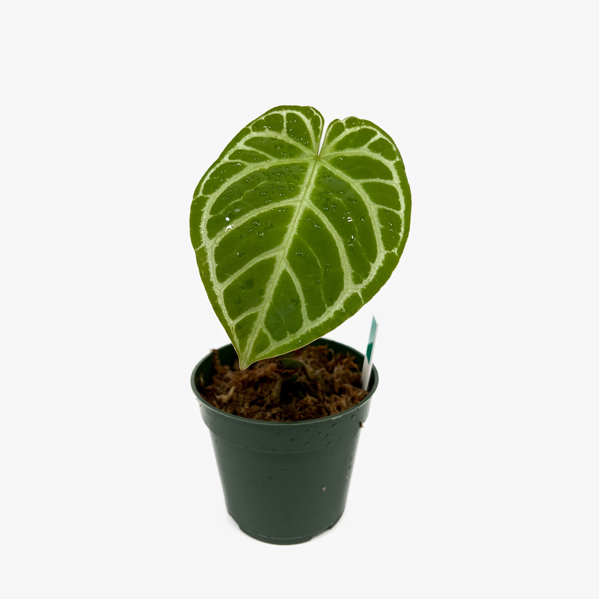 Anthurium Crystal Hope x Crystallinum – Safa Plant Co