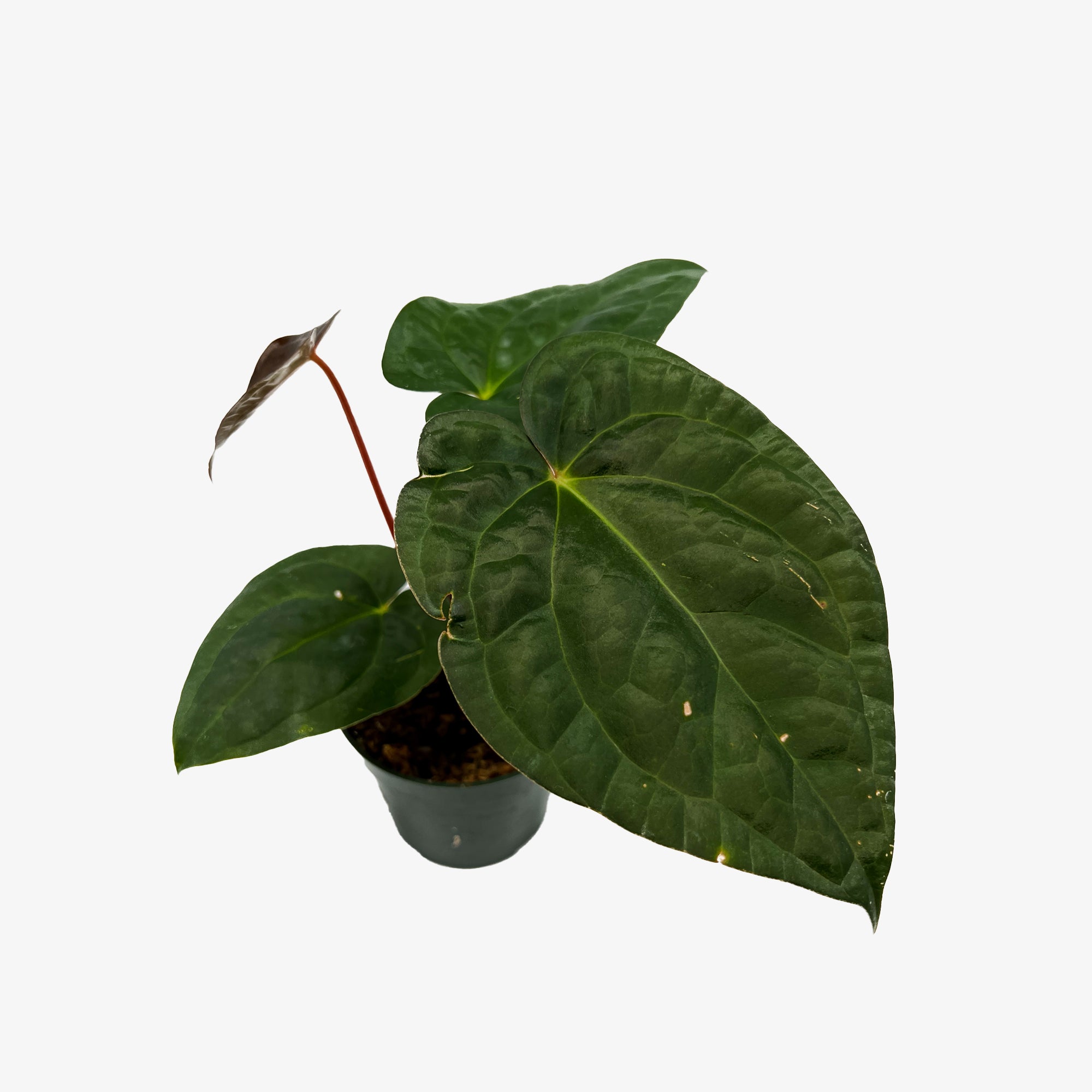 Anthurium Carlablackiae x Luxurians – Safa Plant Co Anthurium Carlablackiae x Luxurians – Safa Plant Co