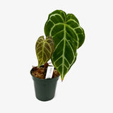 Anthurium Crystal Hope x Crystallinum