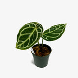 Anthurium Crystal Hope x Papi Mag