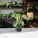 Anthurium Clarinervium