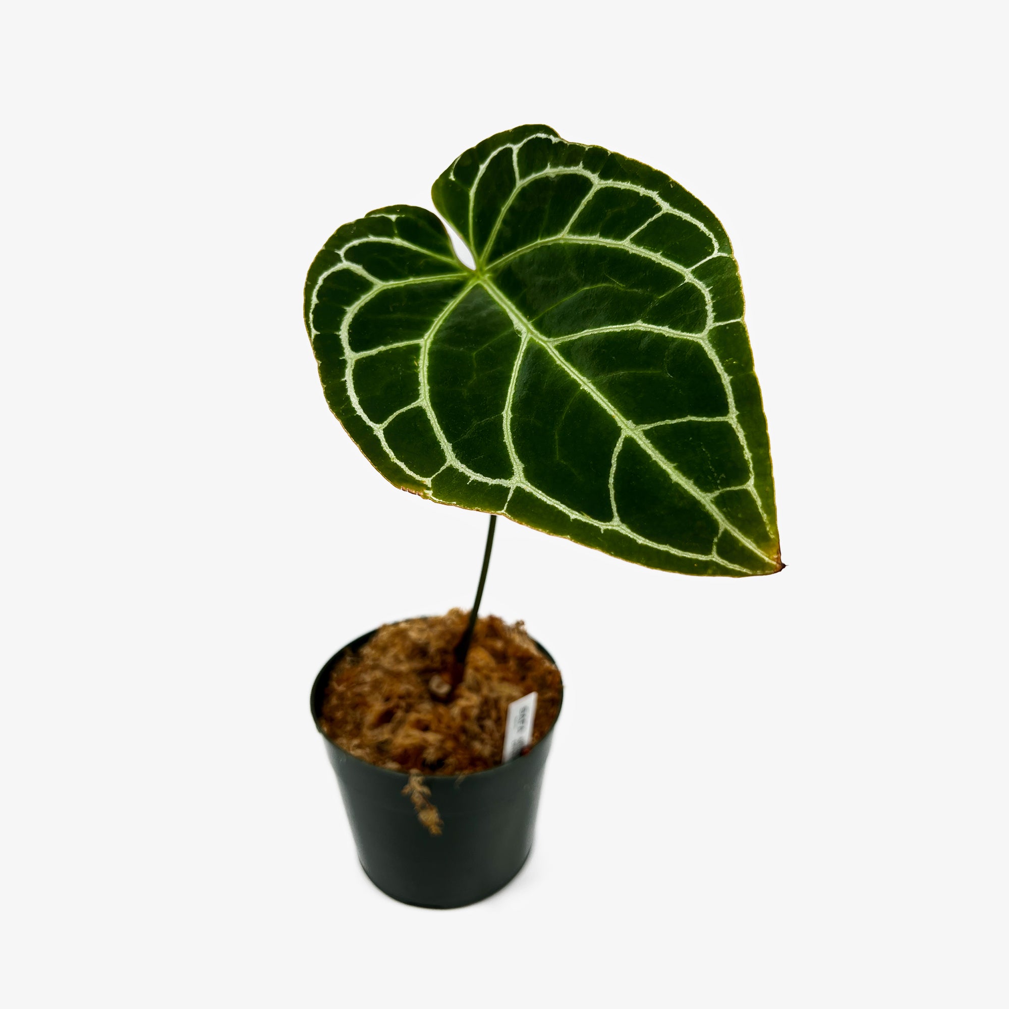 anthurium black crystallinum Anthurium Crystallinum Dark Form – Safa Plant Co