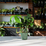 Philodendron Decursiva