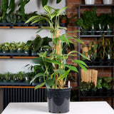 Philodendron Decursiva