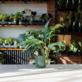 Philodendron Decursiva
