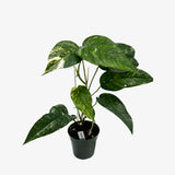 Epipremnum Pinnatum Albo