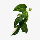 Epipremnum Pinnatum Albo