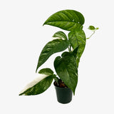 Epipremnum Pinnatum Albo