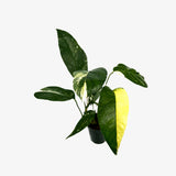 Epipremnum Pinnatum Albo