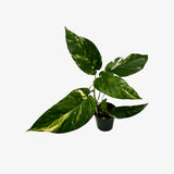 Epipremnum Pinnatum Albo