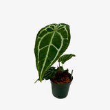 Anthurium Forgetti x Crystallinum Dark Form