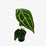 Anthurium Forgetti x Crystallinum Dark Form