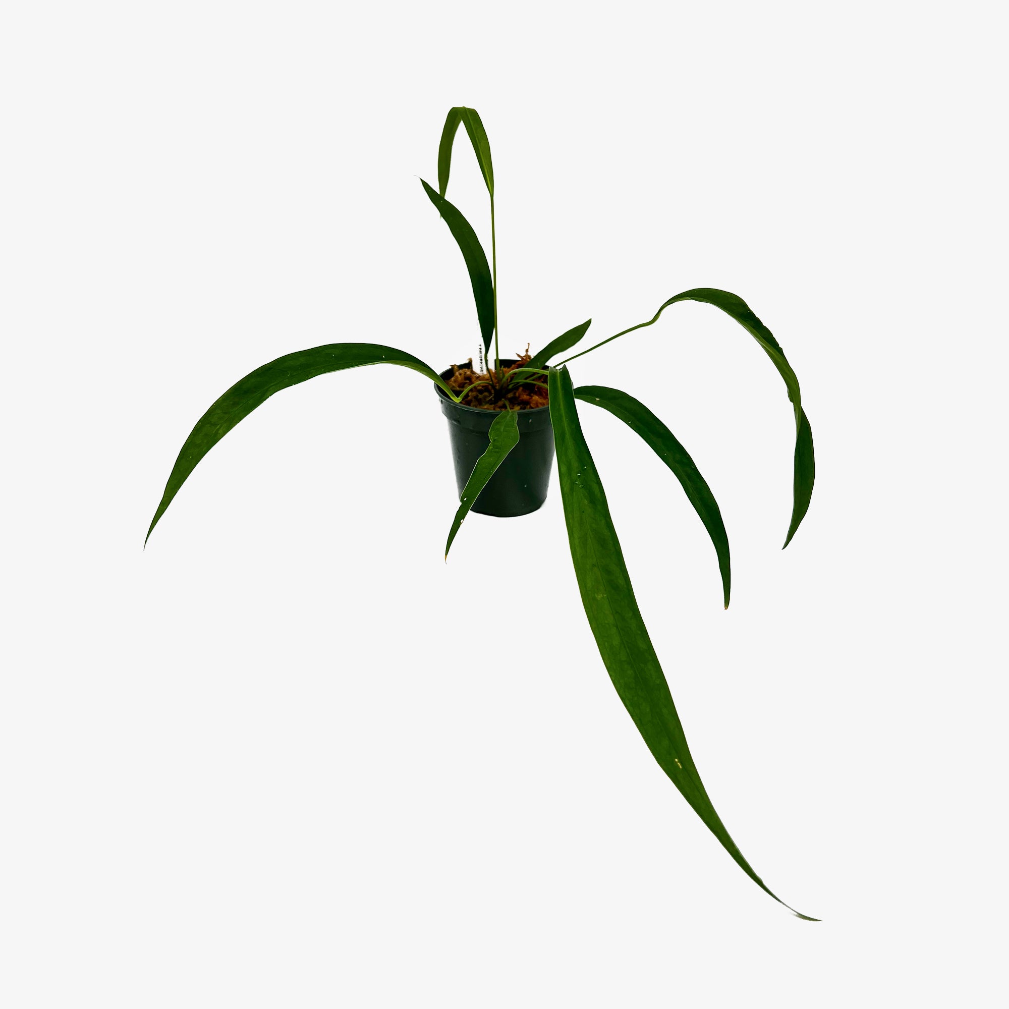 anthurium friedrichsthalii vs vittarifolium Anthurium Friedrichsthalii