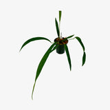 Anthurium Friedrichsthalii