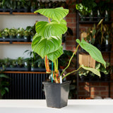Philodendron Fuzzy Petiole