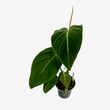 Philodendron Glorious