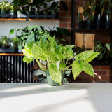 Pothos Marble Queen
