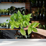 Pothos Marble Queen