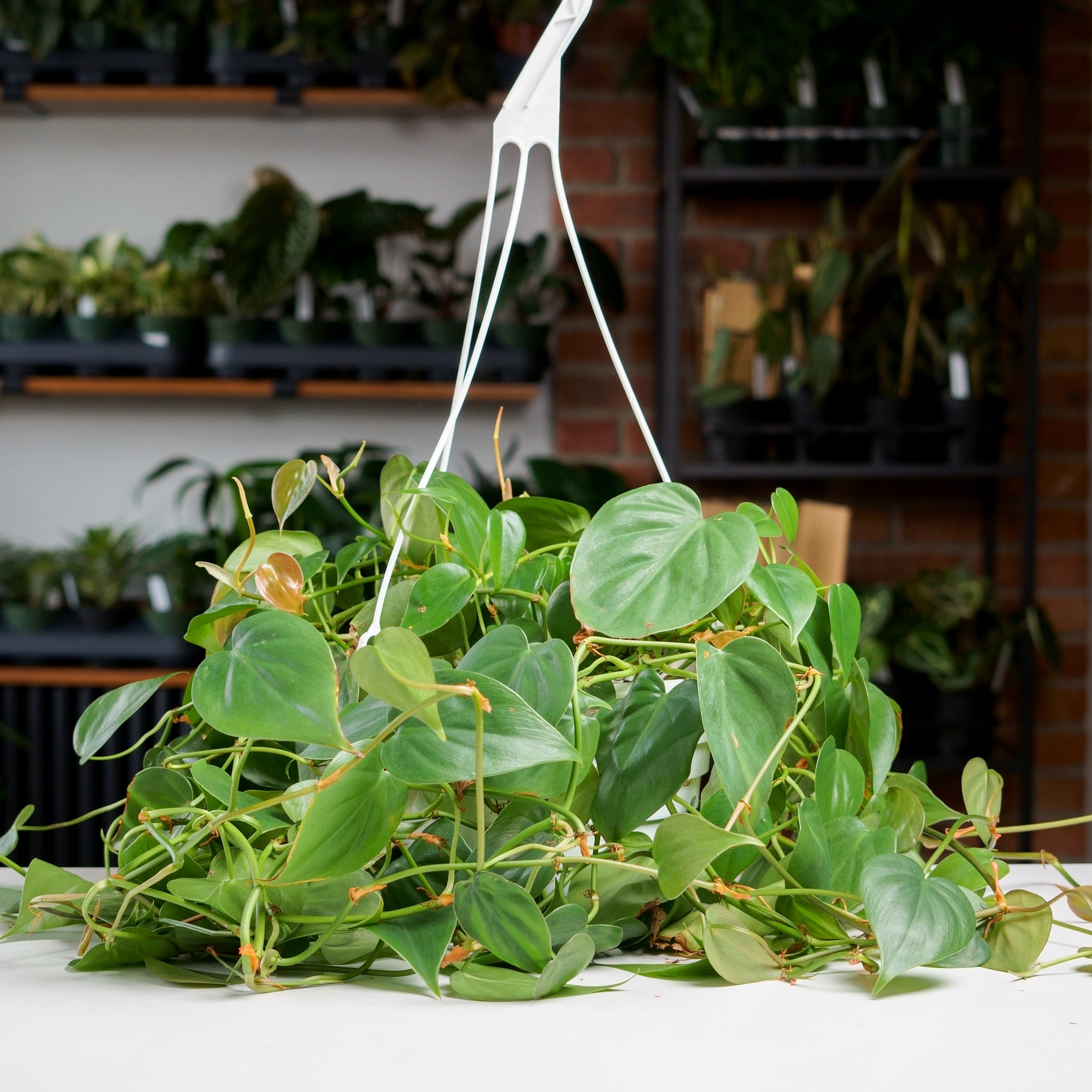 hanging plant heart leaves Philodendron Heart Leaf – Safa Plant Co