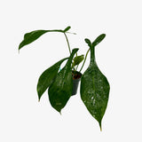 Philodendron Joepii