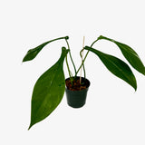 Philodendron Joepii