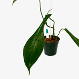 Philodendron Joepii