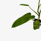 Philodendron 'Whipple Way' Sport - Low Var