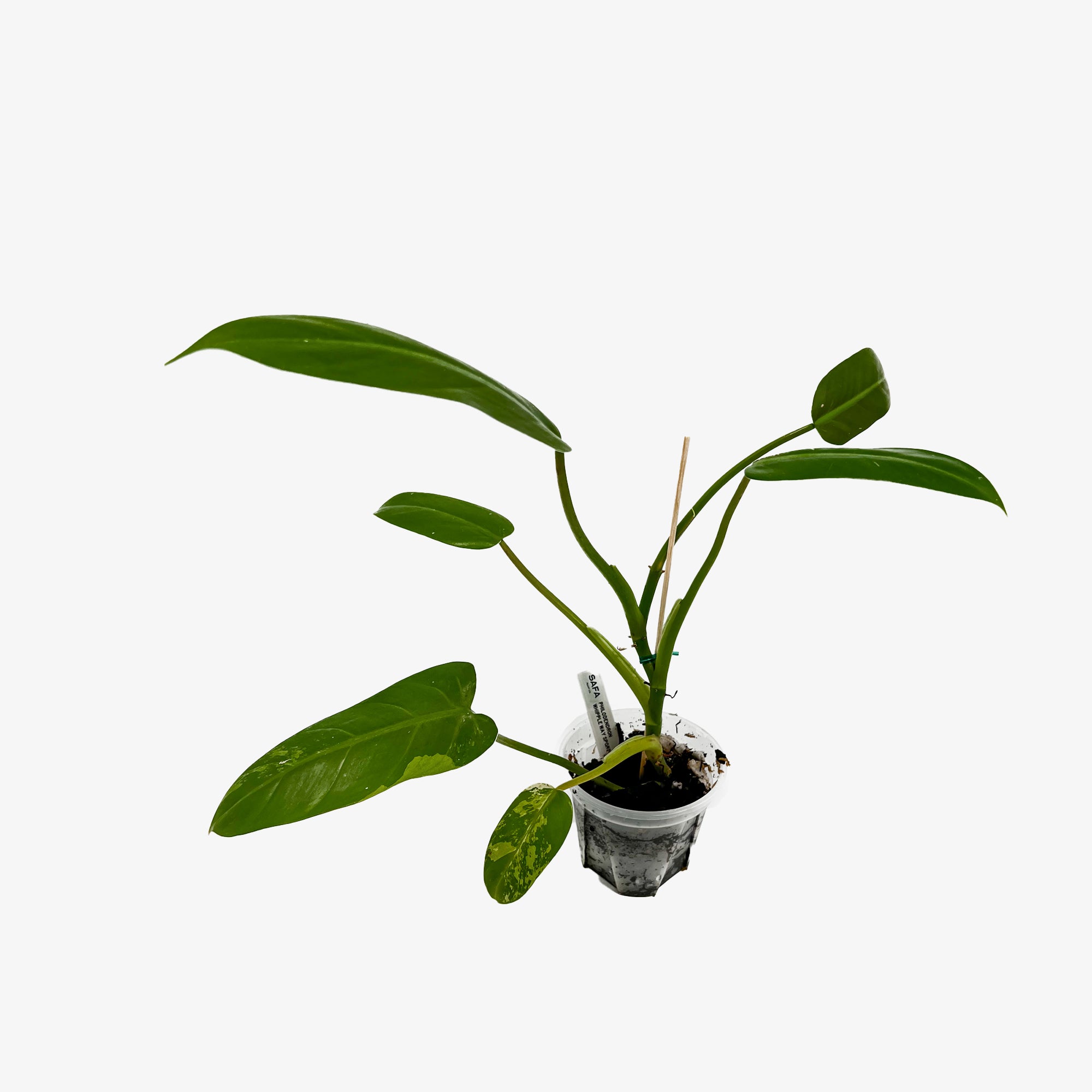Philodendron 'Whipple Way' Sport