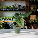 Anthurium Radicans x Luxurians