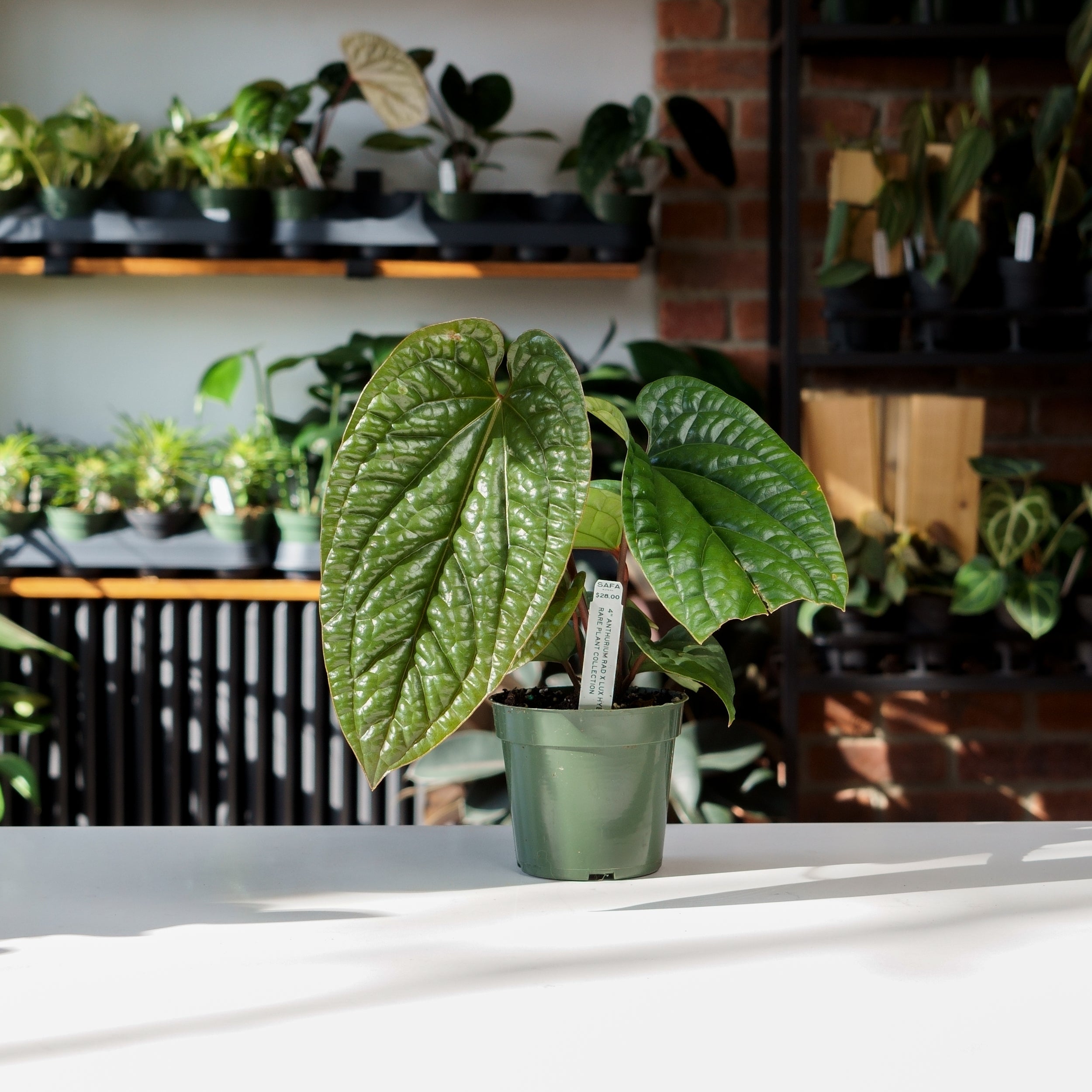 anthurium luxurians x radicans Anthurium Radicans x Luxurians – Safa Plant Co