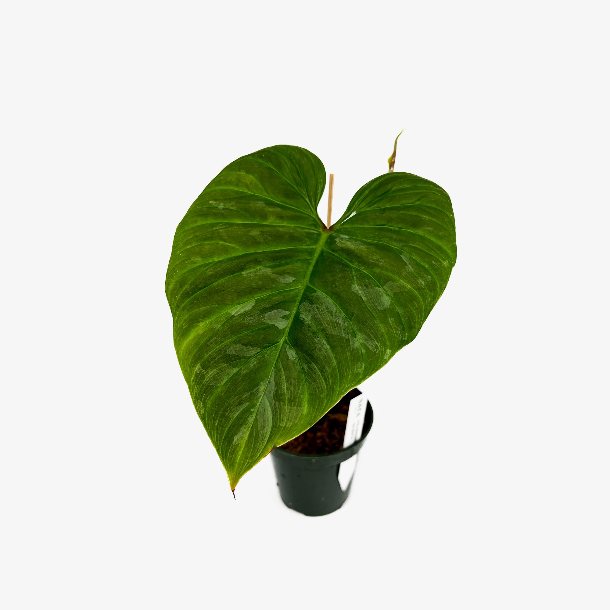 philodendron majestic Philodendron Majestic – Safa Plant Co