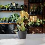 Philodendron Melanochrysum