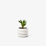 Mini Stacking Planter - Short