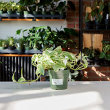 Pothos N'Joy
