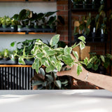 Pothos N'Joy