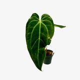 Anthurium Papi Mag x Crystallinum