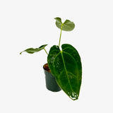 Anthurium Papi Mag x Crystallinum