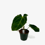 Anthurium Papi Mag x Crystallinum