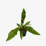Philodendron Ring of Fire